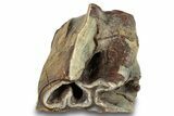Fossil Woolly Rhino (Coelodonta) Partial Tooth Crown - Siberia #253975-1